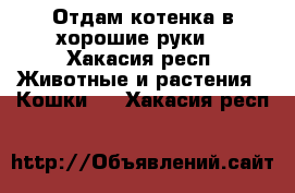 Отдам котенка в хорошие руки. - Хакасия респ. Животные и растения » Кошки   . Хакасия респ.